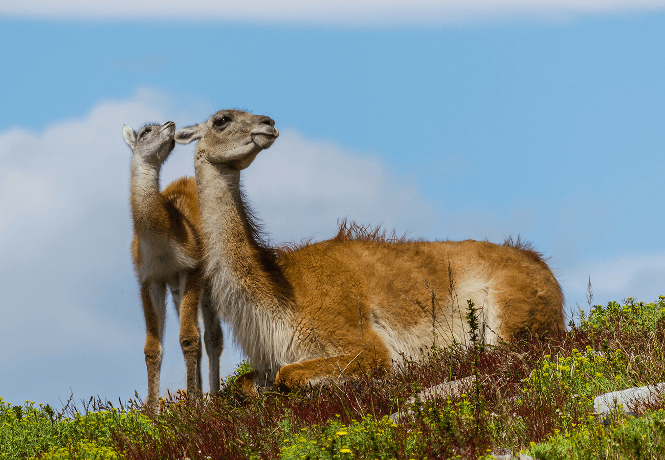 Torres Del Paine Wildlife In Torres Del Paine Reserva Las Torres Torres Del Paine Wildlife In Torres Del Paine Reserva Las Torres
