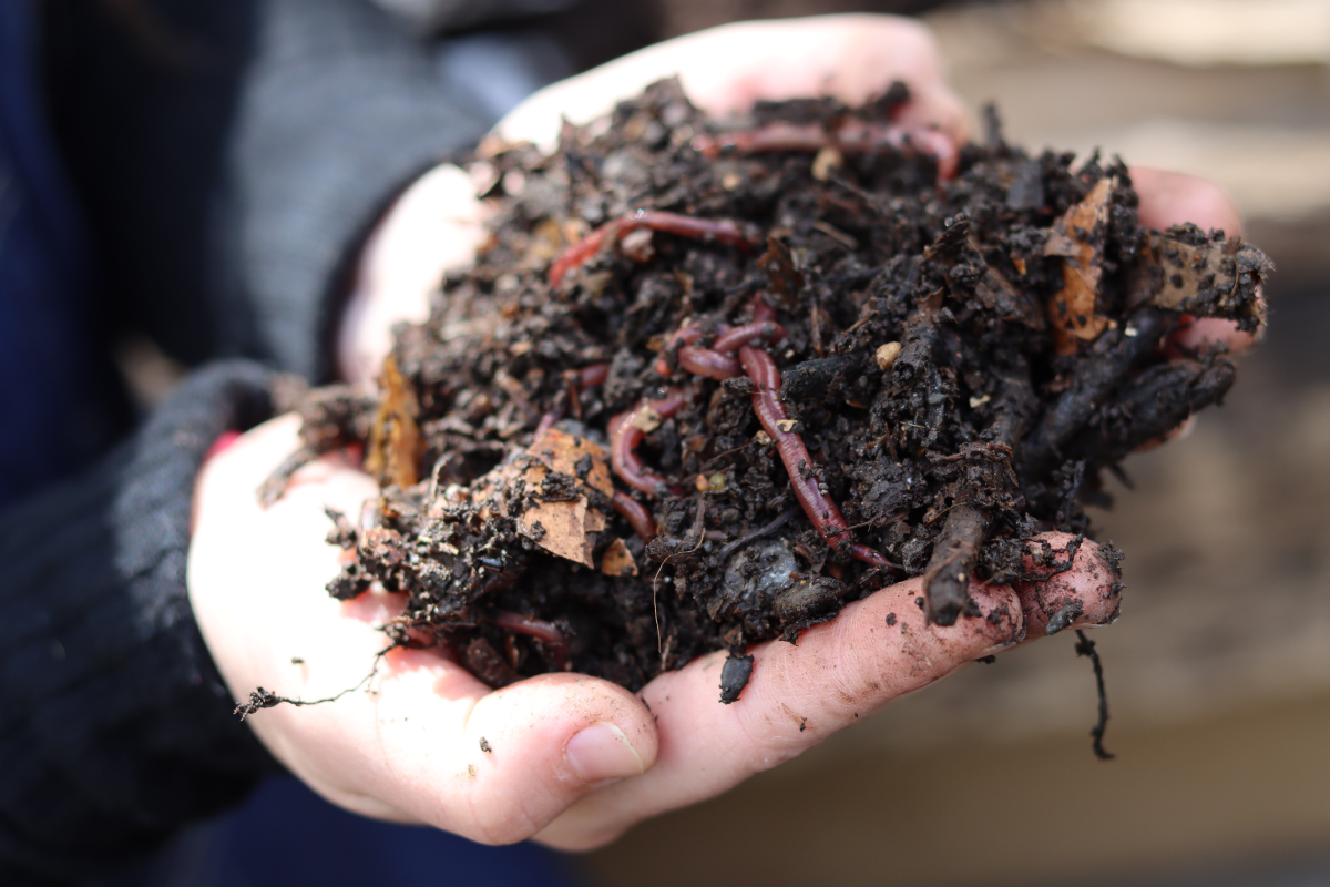 The secret behind the compost in our biointensive garden