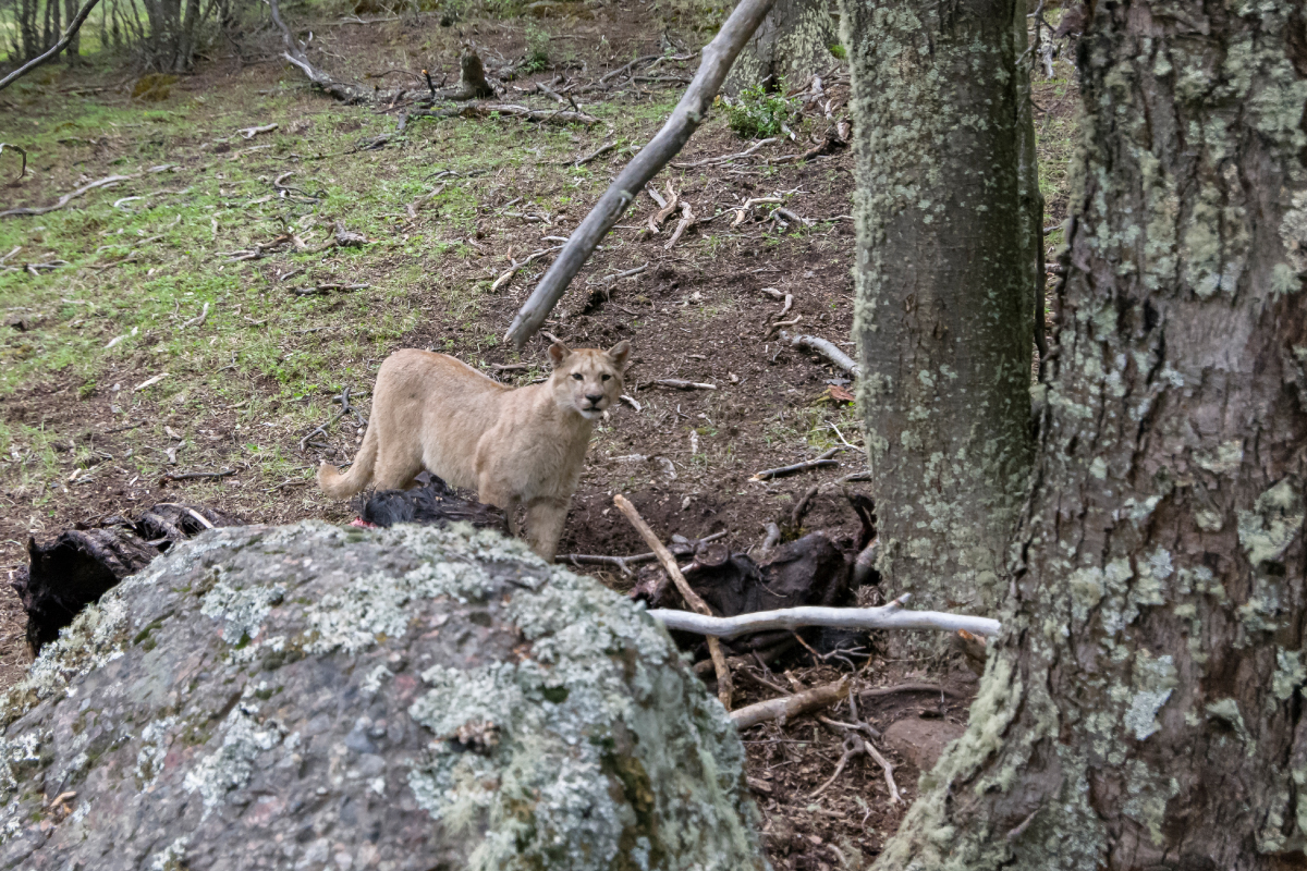 A Geoffroy’s cat and two pumas recorded walking on Las Torres Patagonia trails