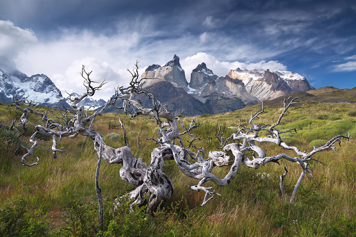 Árboles quemados en el Parque Nacional Torres del Paine