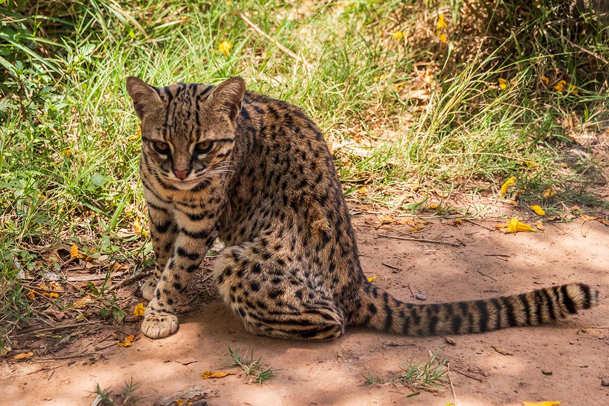 Gato de Geoffroy: Un gato que pasó del mito a la fama en Reserva Las Torres