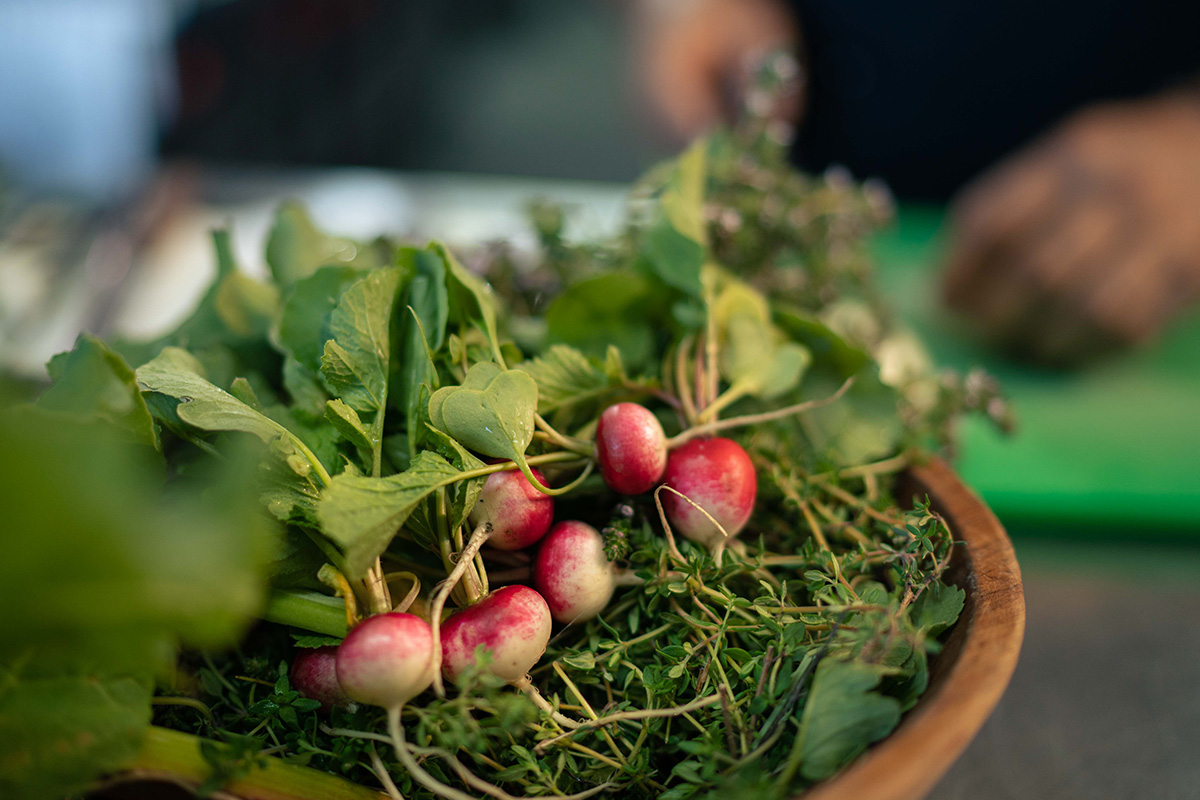 Radishes from our organic garden, one of the many vegetables that are served in our restaurant.