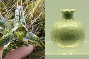 La flor de porcelana oChloraea magallánica