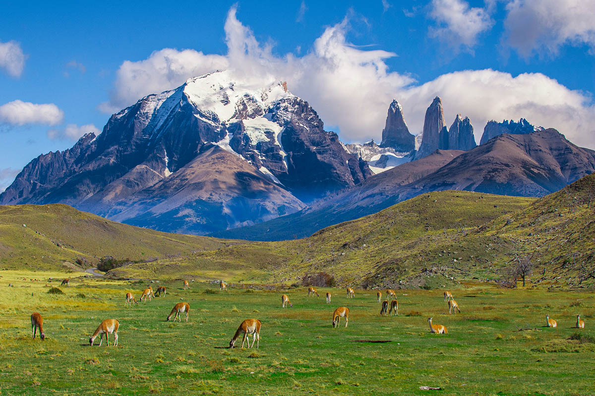 Patagonia animals