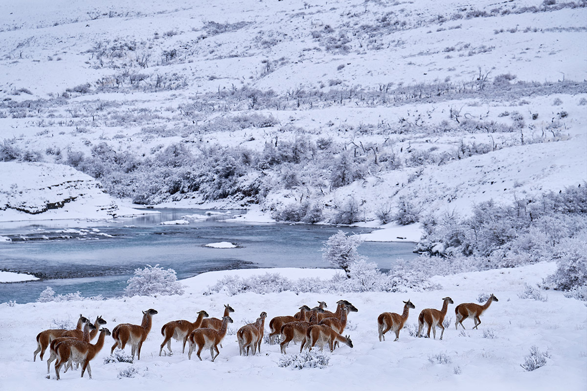 Se avista masiva manada de guanacos en sector de Las Torres Patagonia