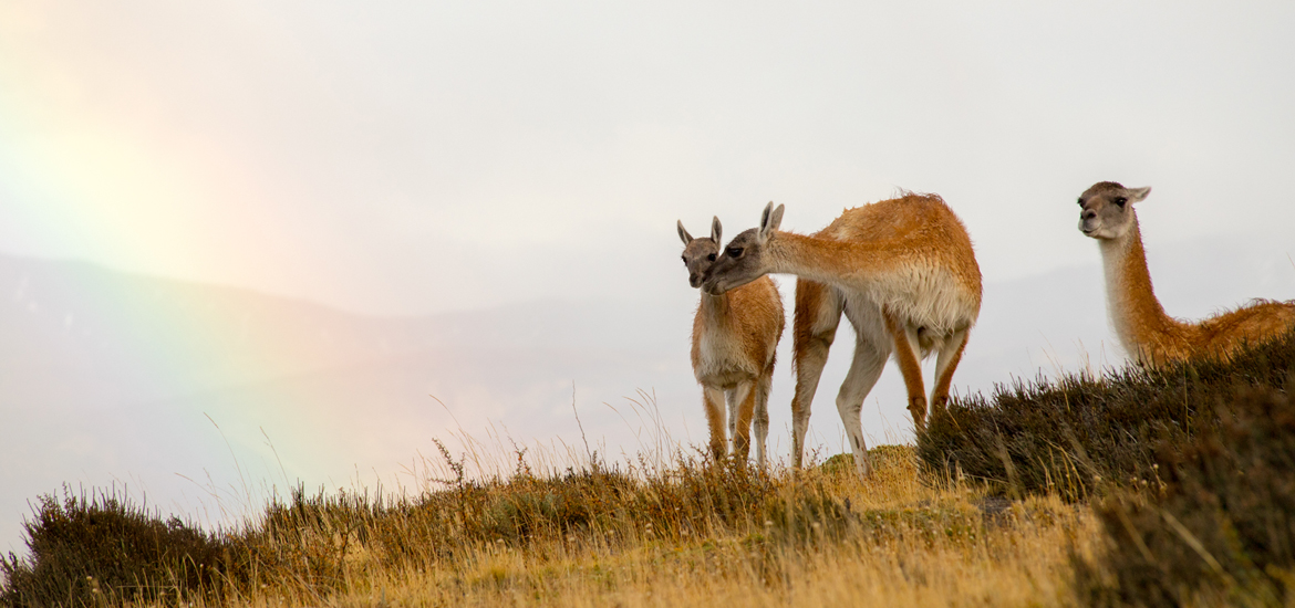 5 curiosidades insólitas de la fauna de Torres del Paine - Reserva Las