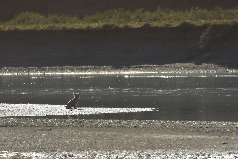 Las Torres Patagonia da la bienvenida a tres nuevos cachorros de puma en el parque nacional