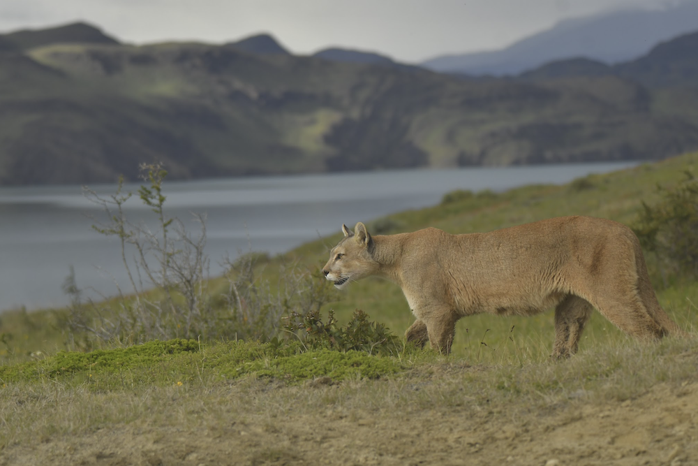 Las Torres Patagonia welcomes three new puma cubs to the national park
