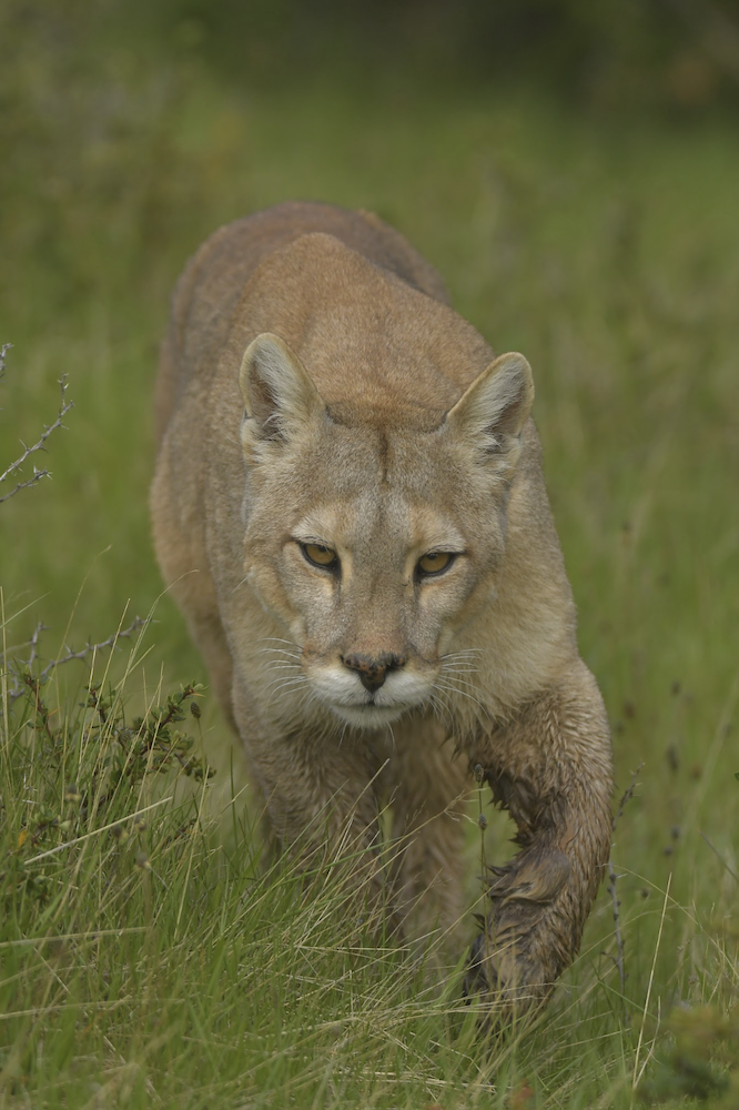 Las Torres Patagonia welcomes three new puma cubs to the national park
