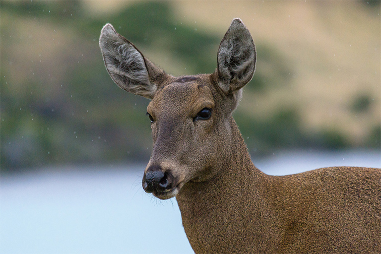 Los 5 animales más atractivos en Torres del Paine - Sustentabilidad