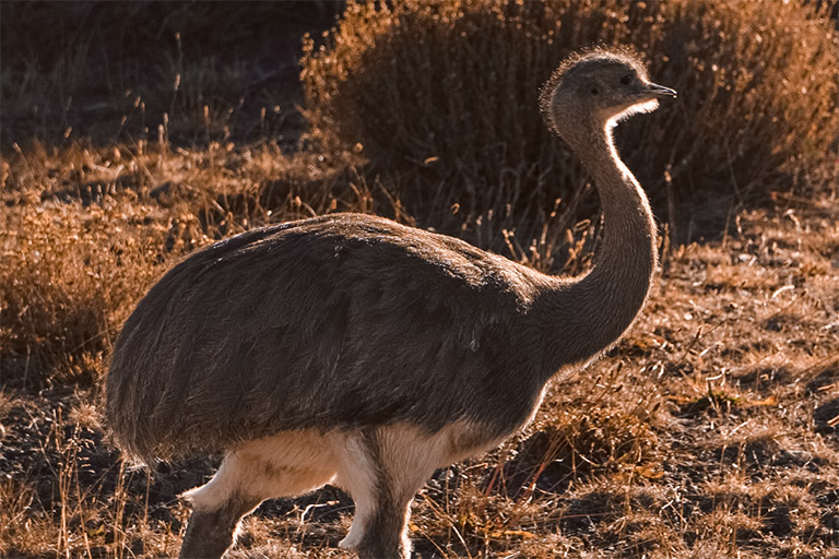 Los 5 animales más atractivos en Torres del Paine - Sustentabilidad