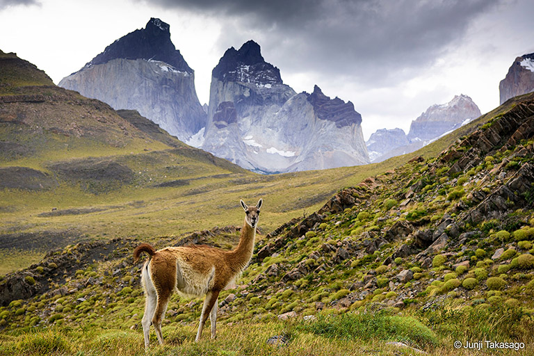 Los 5 animales más atractivos en Torres del Paine - Sustentabilidad