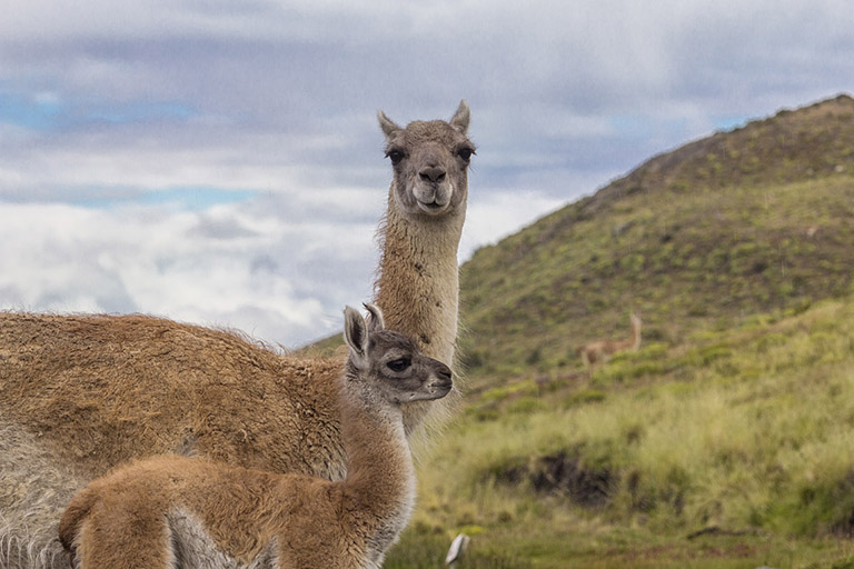 Los 5 animales más atractivos en Torres del Paine - Sustentabilidad