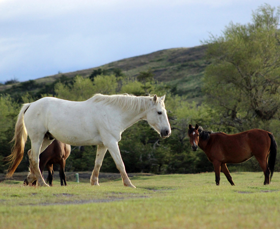 Horses in Patagonia