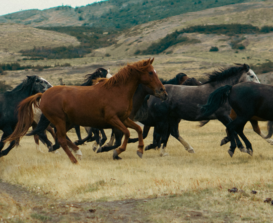 Horses Las Torres Patagonia