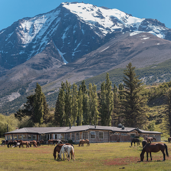 Horses at Hotel las torres