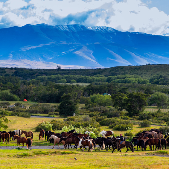 Horses Las Torres Patagonia