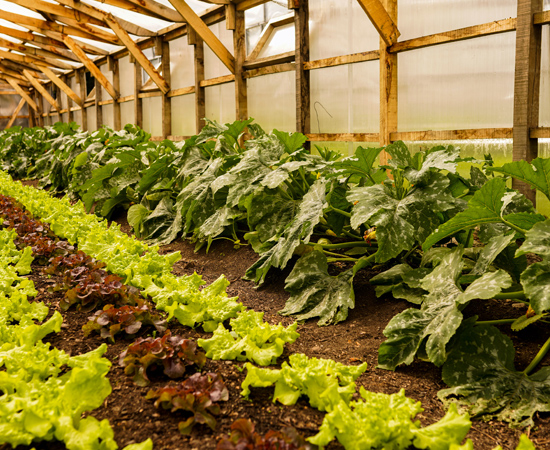 Crops - Biointensive Garden