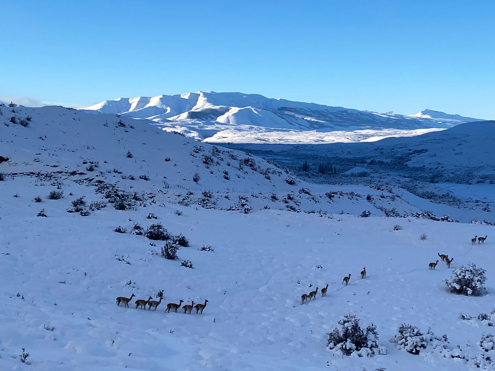 Se avista masiva manada de guanacos en sector de Las Torres Patagonia