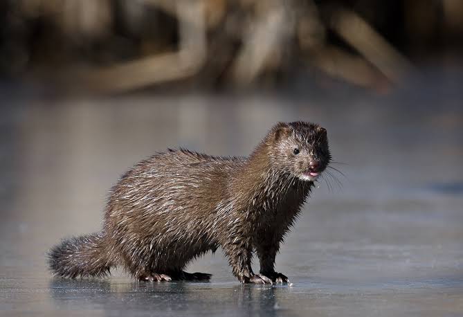 Las Torres Patagonia joins emergency protocol introduced after sighting of American mink in Torres del Paine